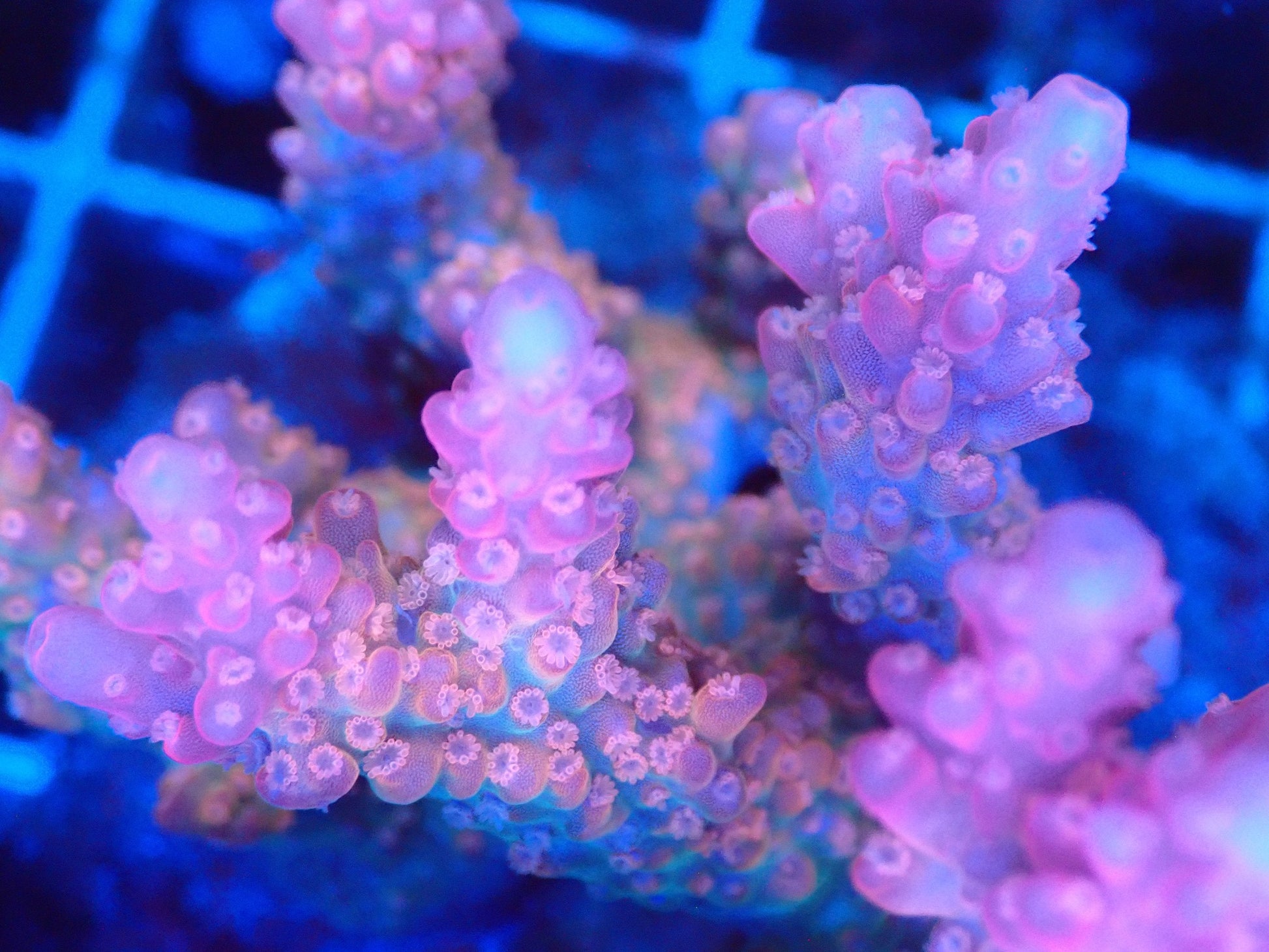 (WYSIWYG) Acro Colony T3H2 macro