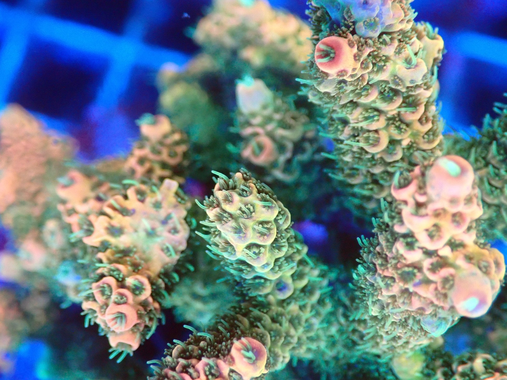 (WYSIWYG) Acro Colony T3H3 macro