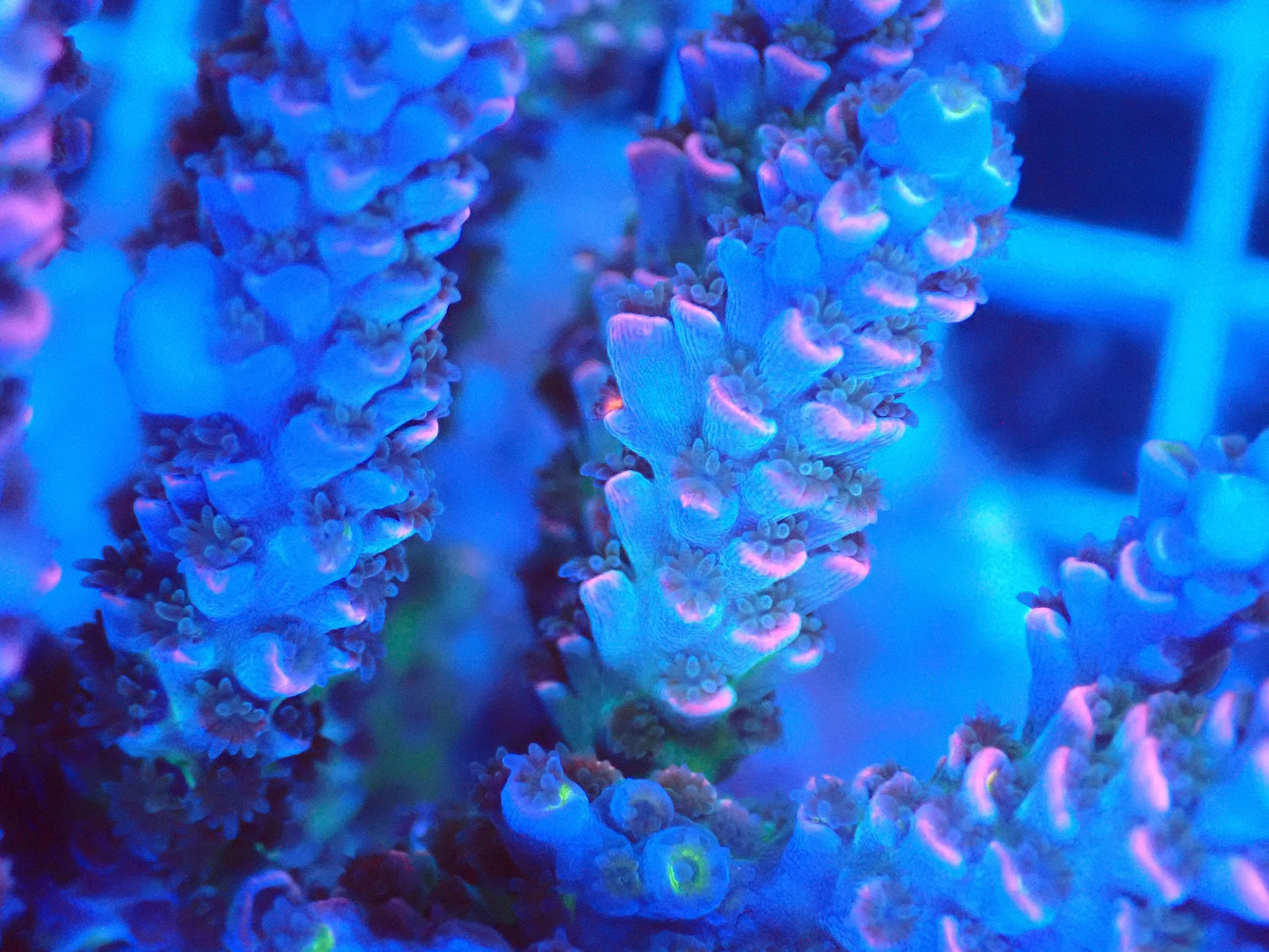 (WYSIWYG) Acro Colony T3H4 macro