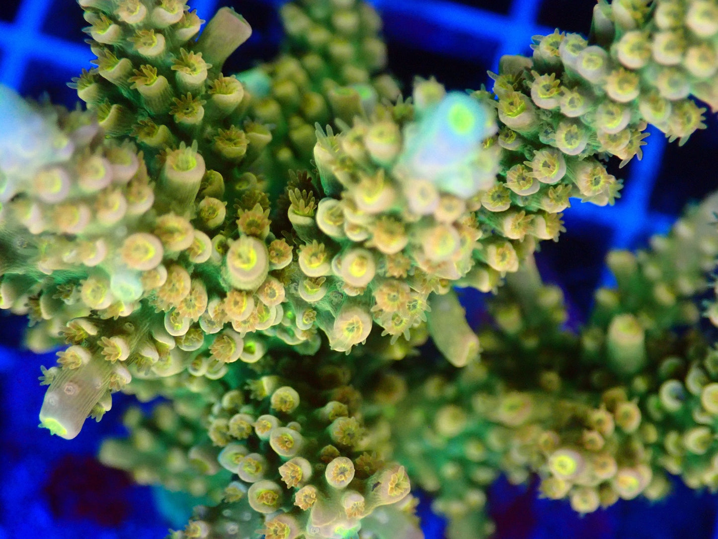 (WYSIWYG) Acro Colony T3H5 macro