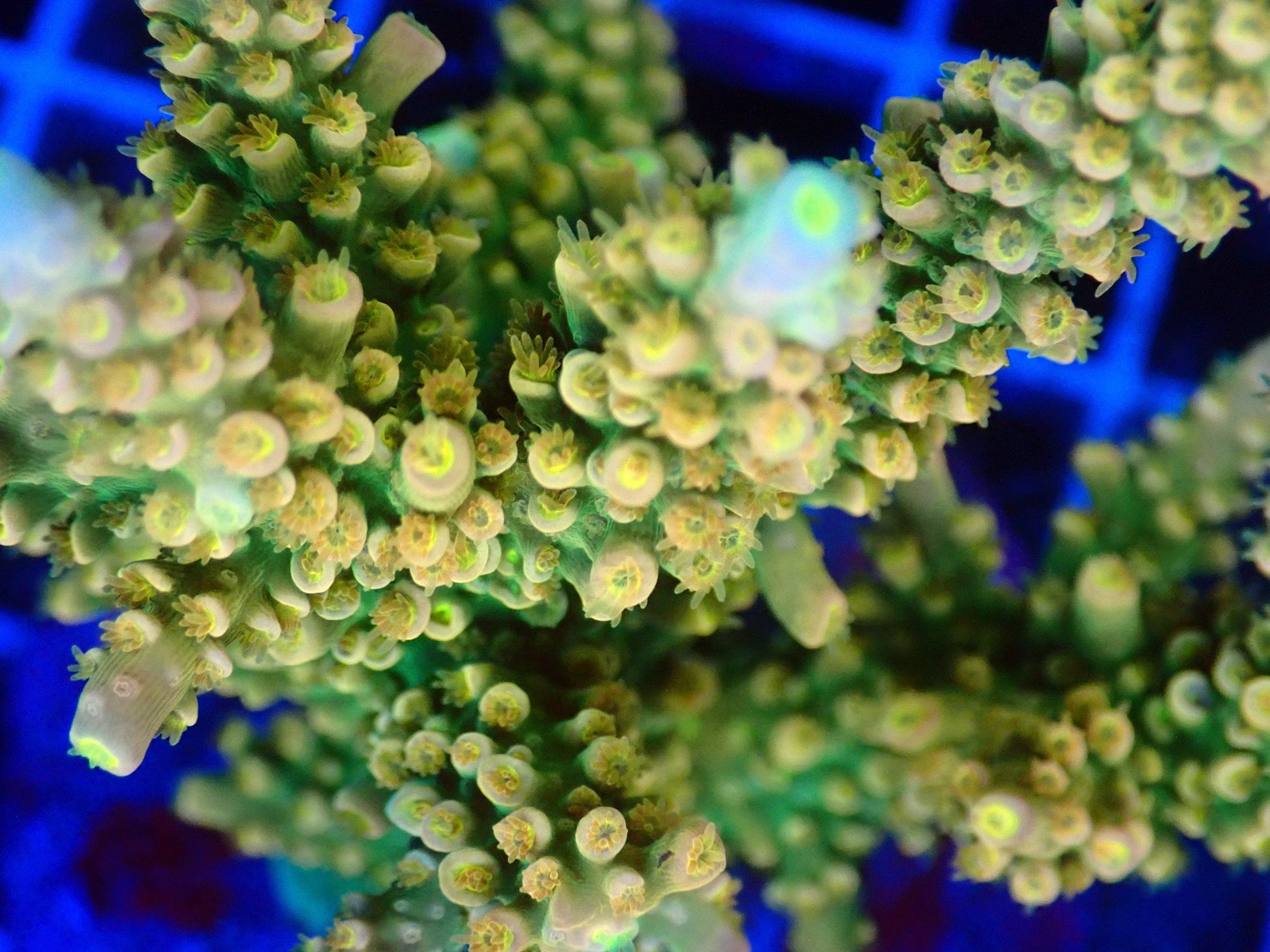 (WYSIWYG) Acro Colony T3H5 macro