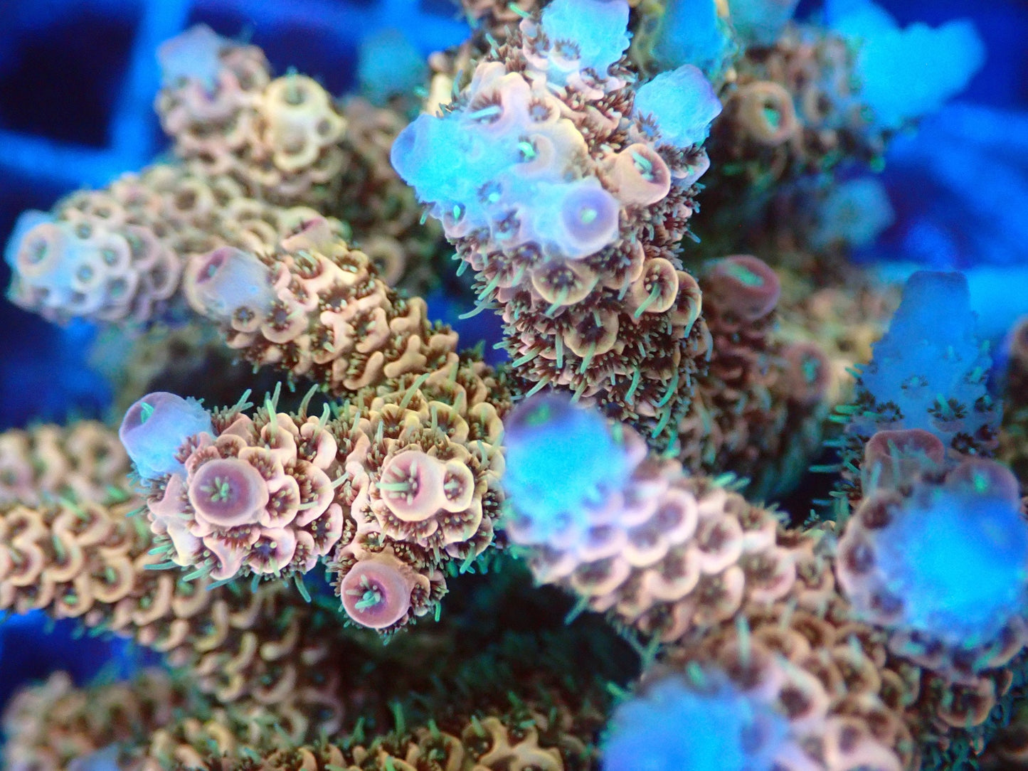 (WYSIWYG) Acro Colony T3I1 macro