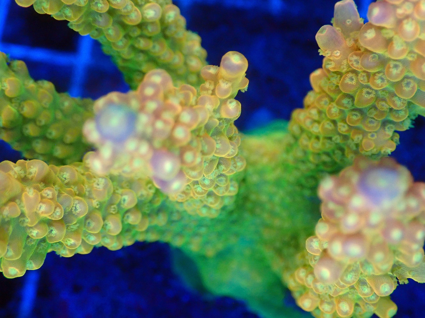 (WYSIWYG) Acro Colony T3I2 macro