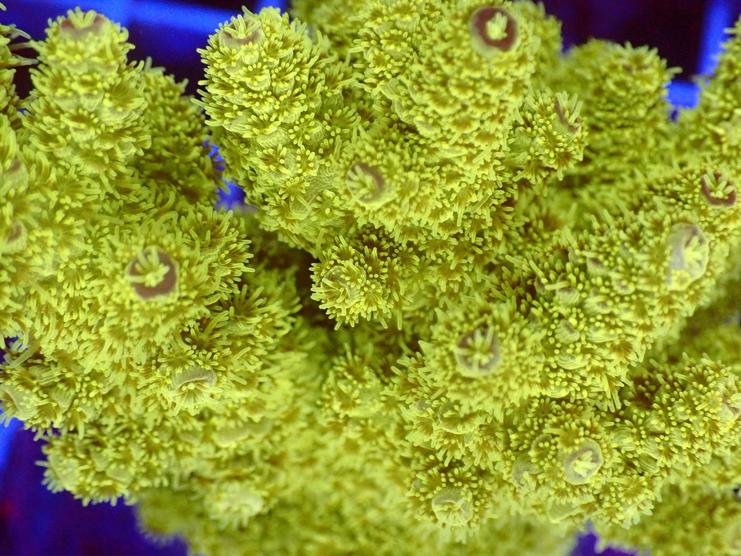 (WYSIWYG) Acro Colony T3I3 macro