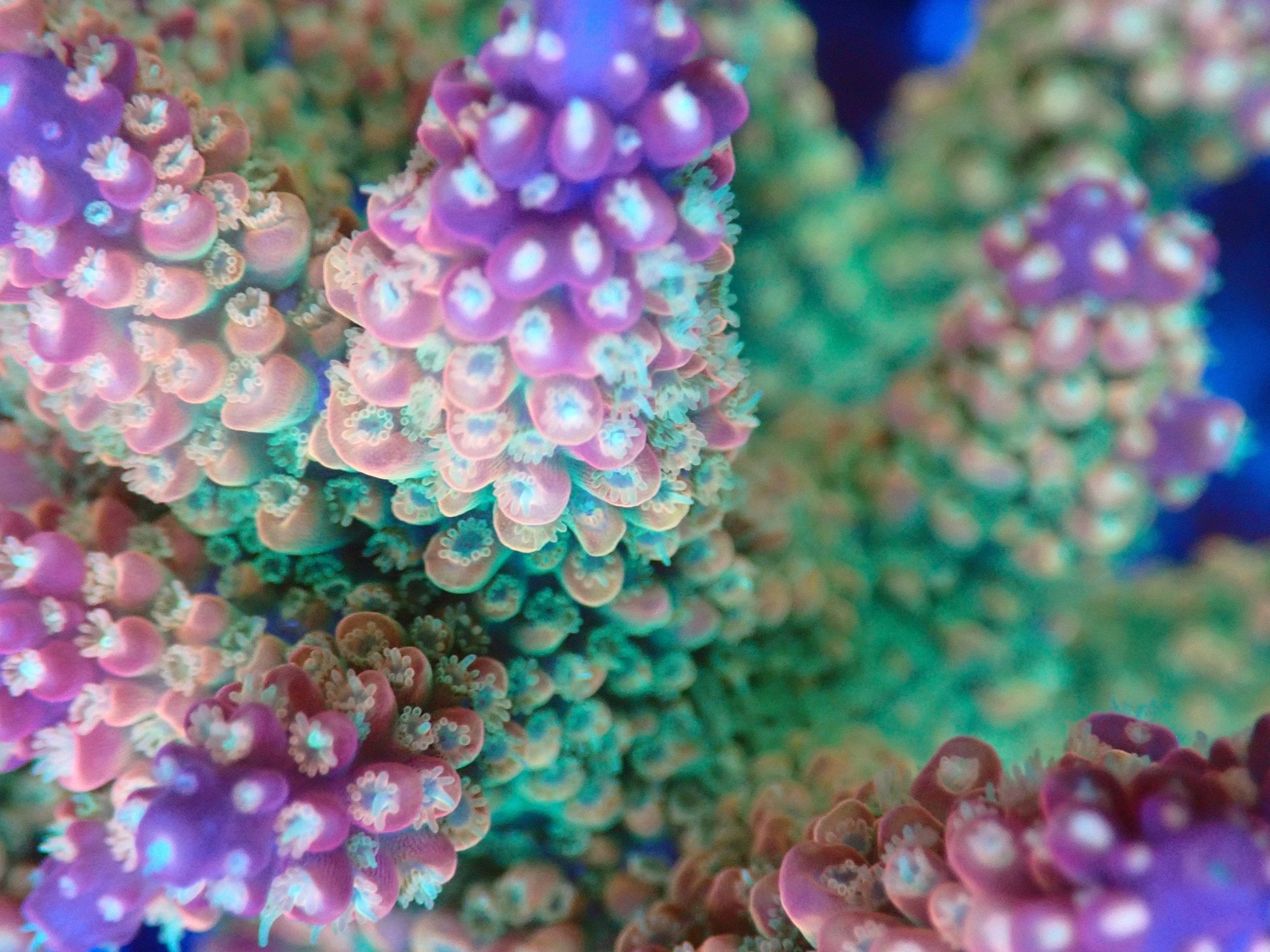 (WYSIWYG) Acro Colony T3I4 macro