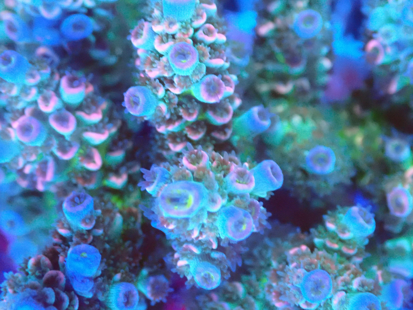 (WYSIWYG) Acro Colony T3I5 macro