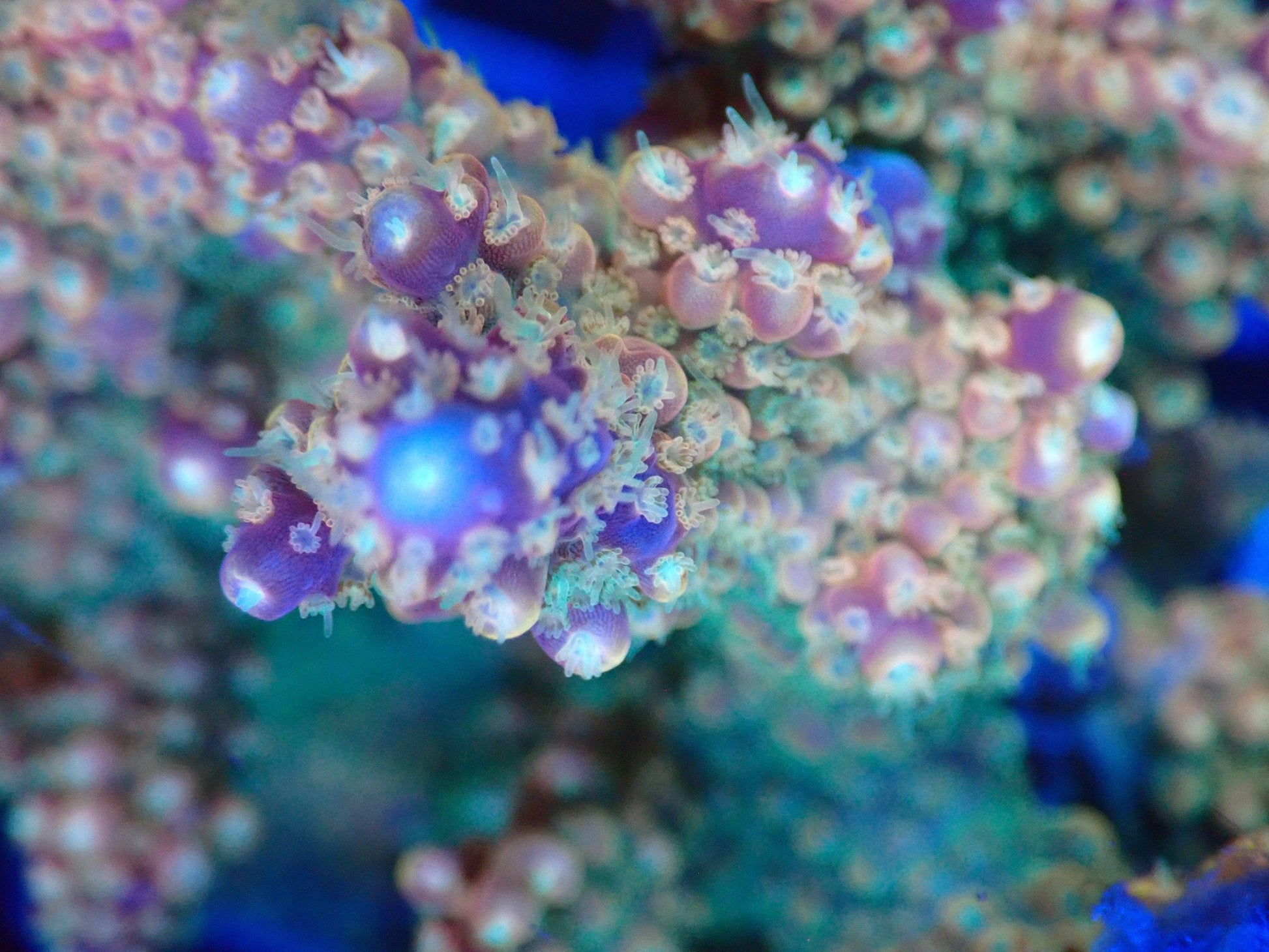 (WYSIWYG) Acro Colony T3I6 macro