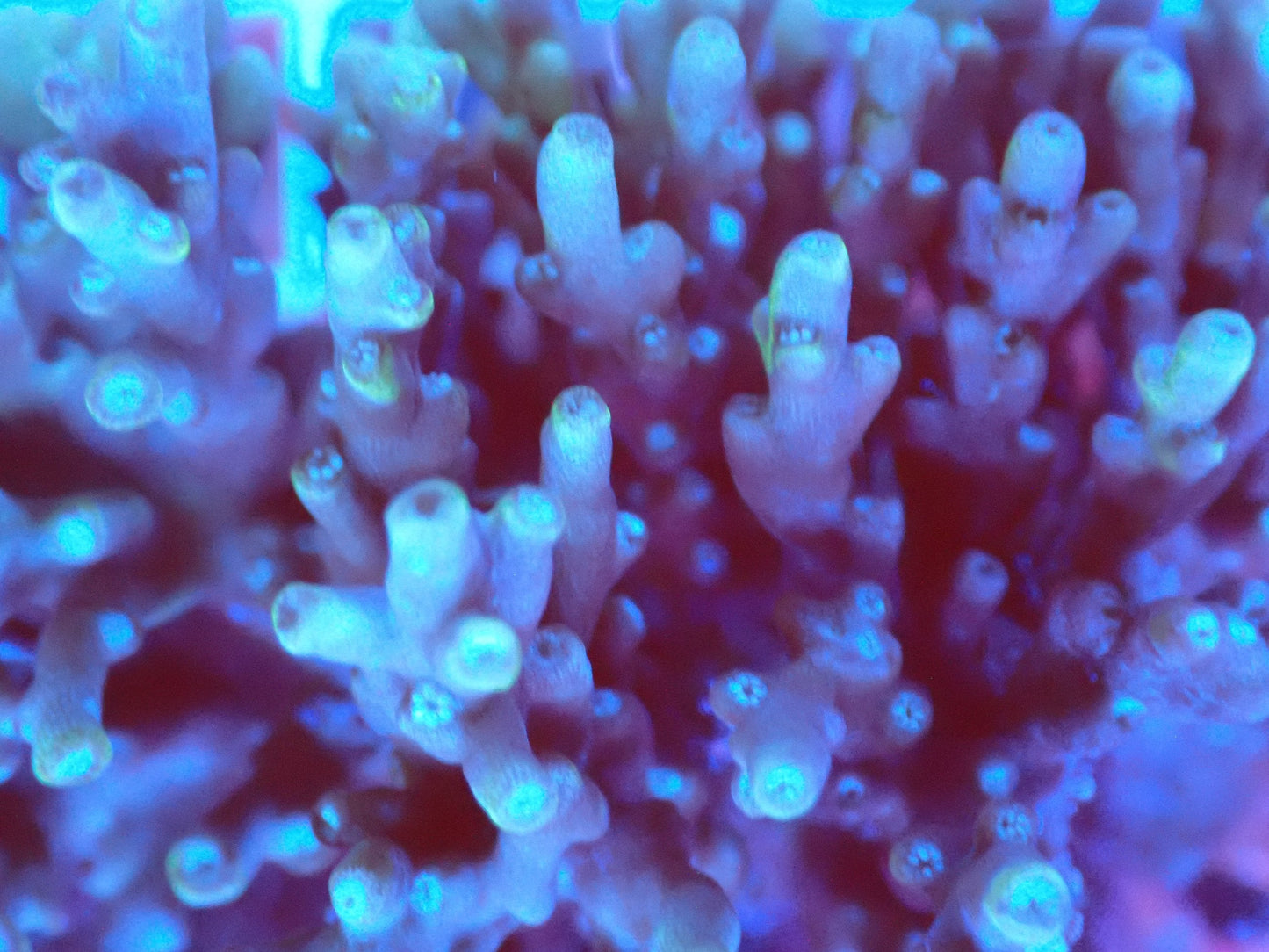(WYSIWYG) Acro Colony T3J1 macro