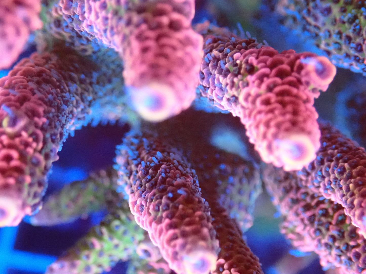 (WYSIWYG) Acro Colony T3J3 macro