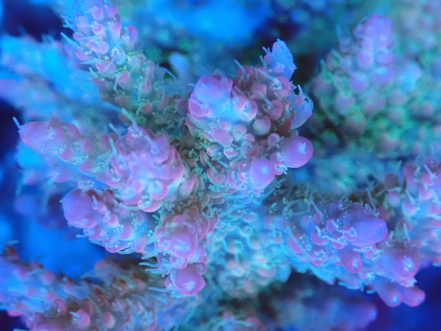 (WYSIWYG) Acro Colony T3J4 macro