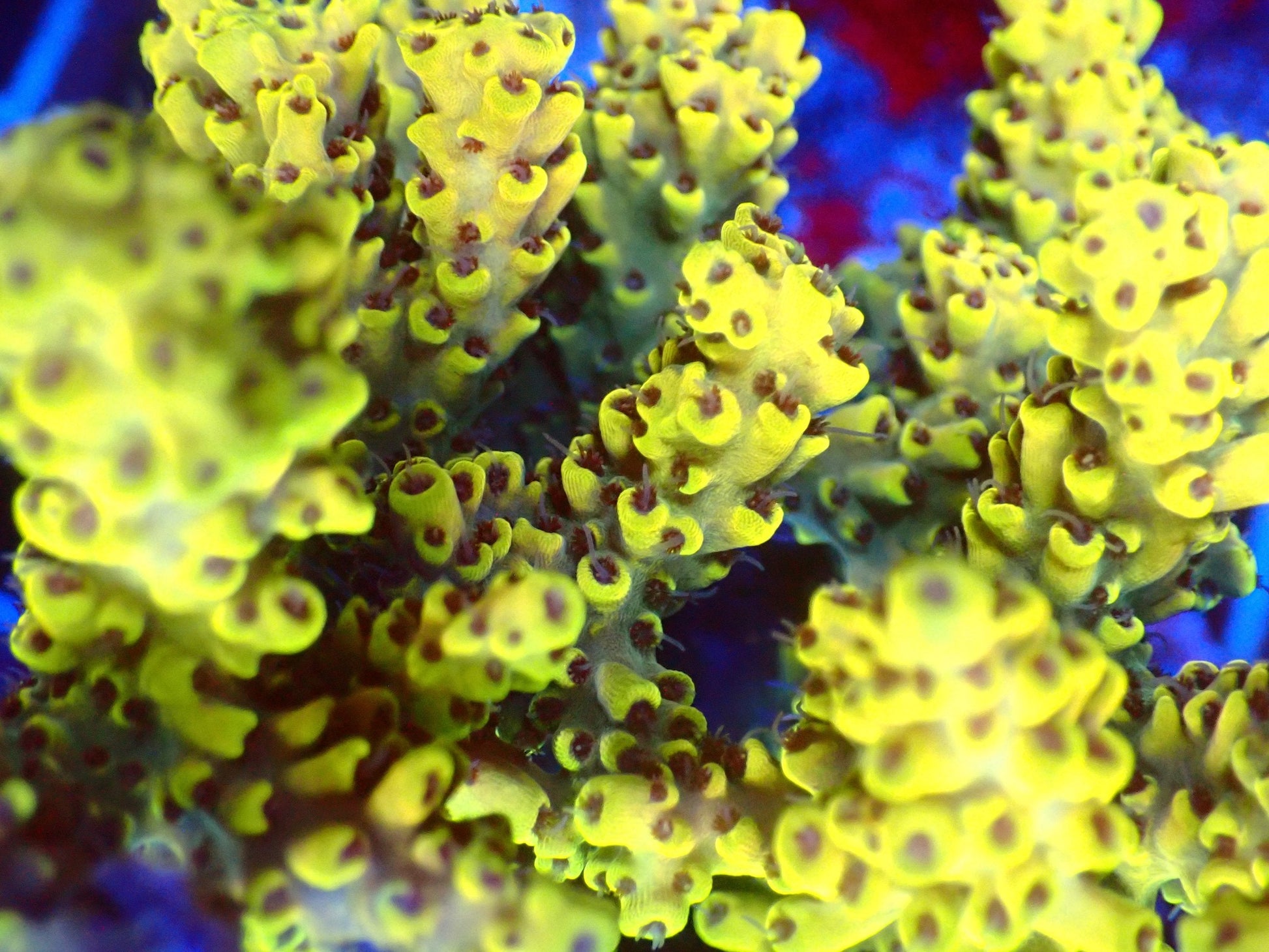 (WYSIWYG) Acro Colony T3J5 macro