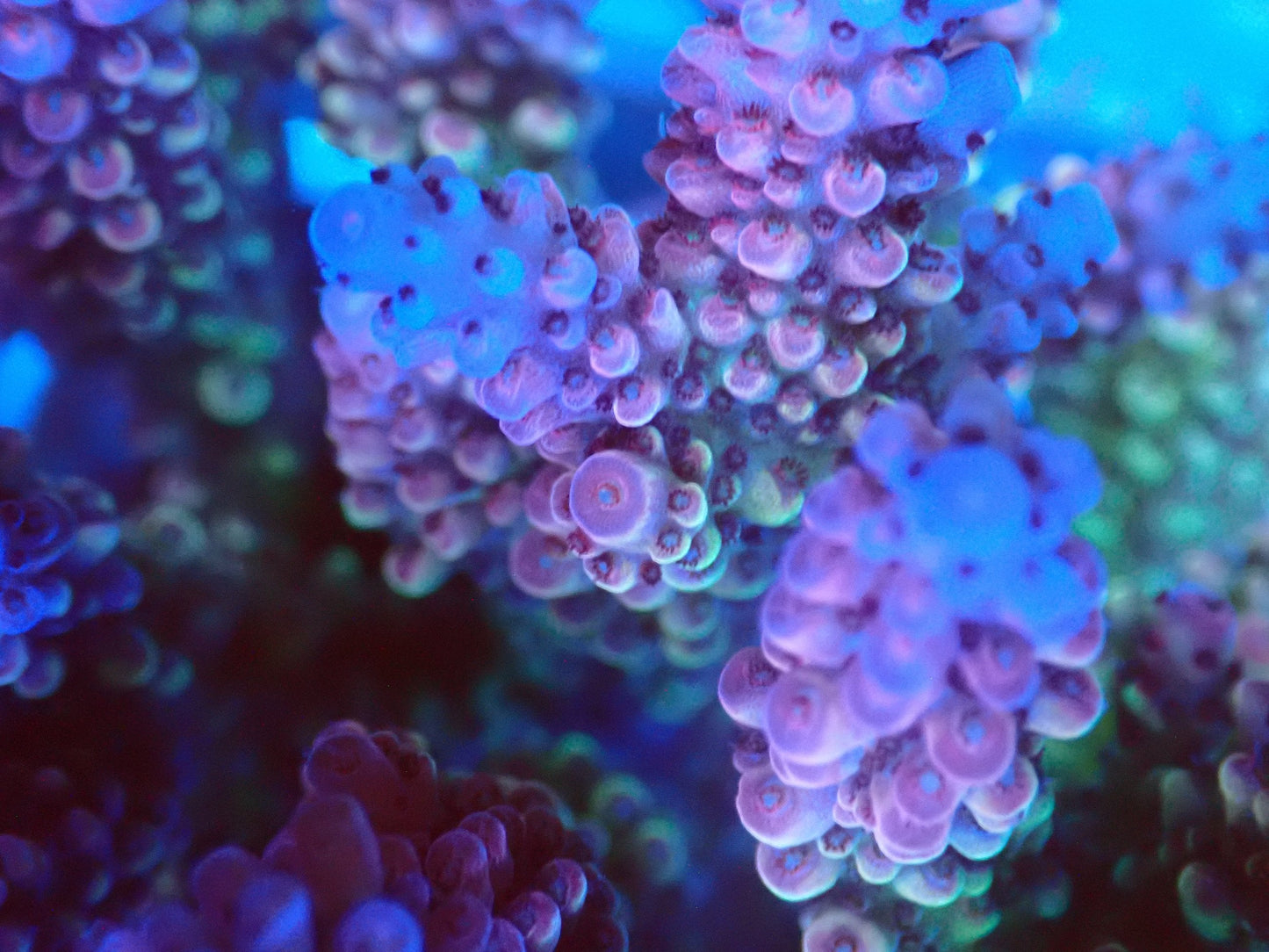 (WYSIWYG) Acro Colony T3J6 macro