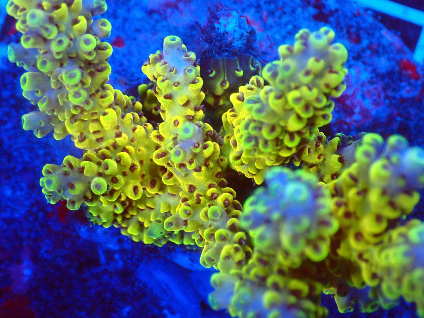 (WYSIWYG) Acro Colony T3L2 macro