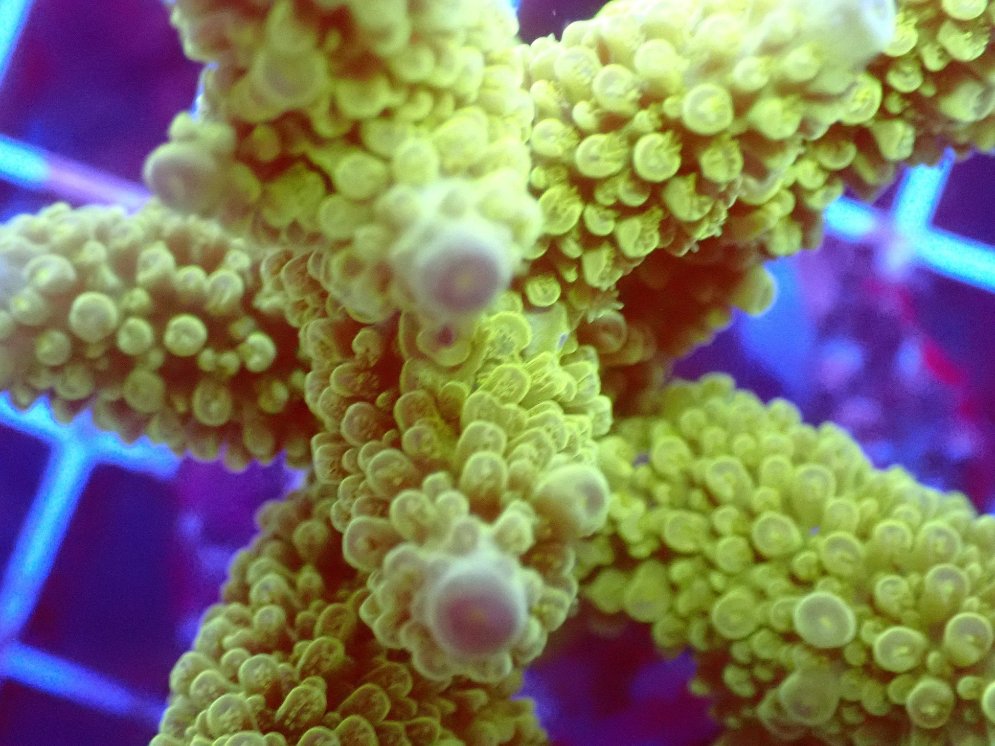 (WYSIWYG) Acro Colony T3L3 macro