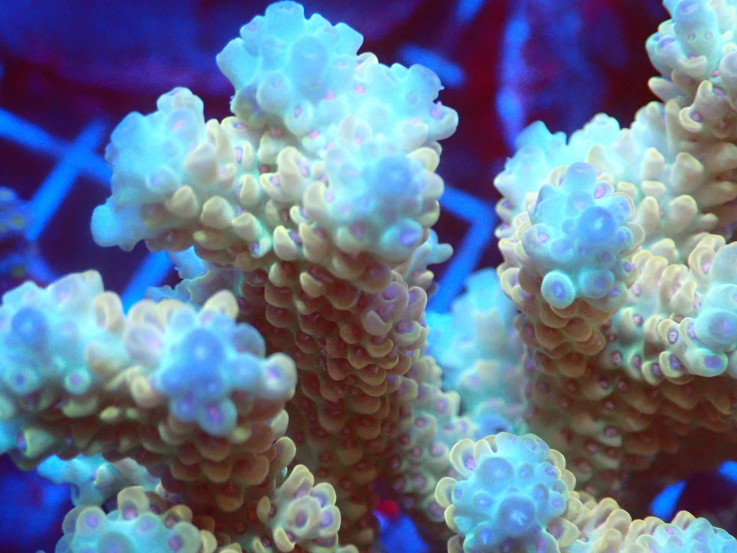 (WYSIWYG) Acro Colony T3L5 macro