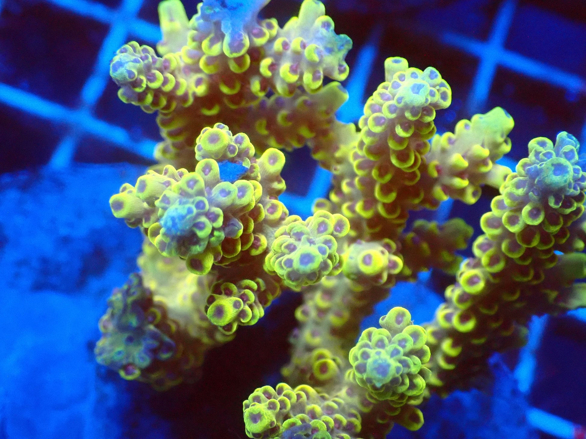 (WYSIWYG) Acro Colony T3L6 macro