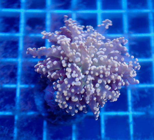 Auc12 (WYSIWYG) Pink Dot Frogspawn (1+ Heads)