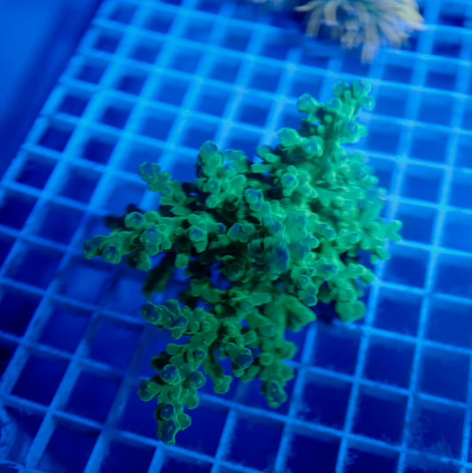 Auc14 (WYSIWYG) Green Acropora