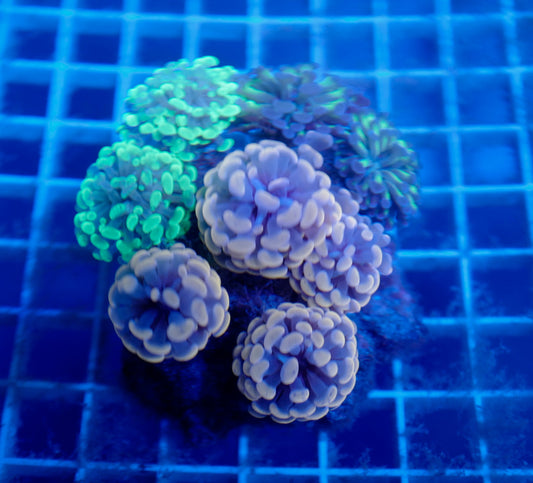 Auc15 (WYSIWYG) Rainbow Hammer Colony (7 Heads)
