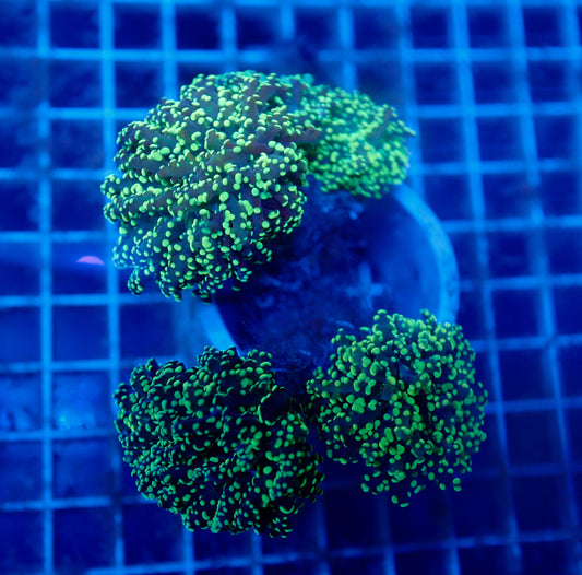 Auc16 (WYSIWYG) Green Dot Frogspawn Colony (4+ Heads)