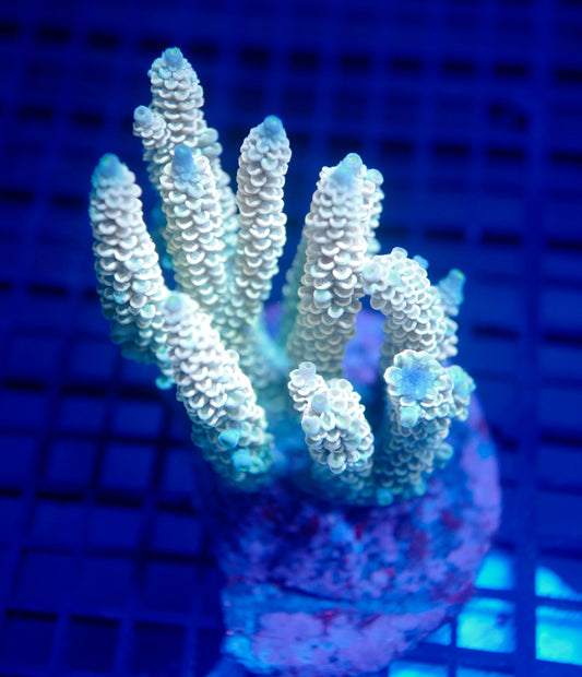 Auc22 (WYSIWYG) Acropora Colony