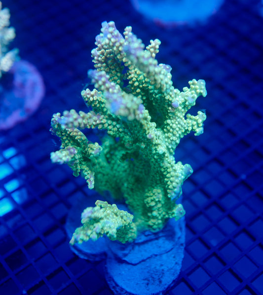 Auc23 (WYSIWYG) Acropora Colony