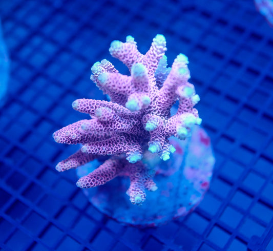 Auc24 (WYSIWYG) Acropora Colony