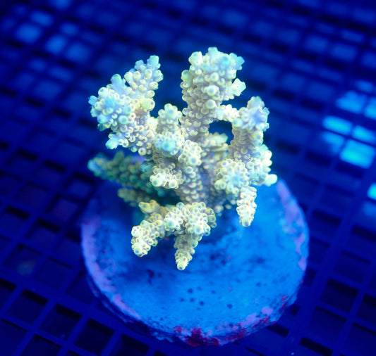 Auc25 (WYSIWYG) Acropora Colony
