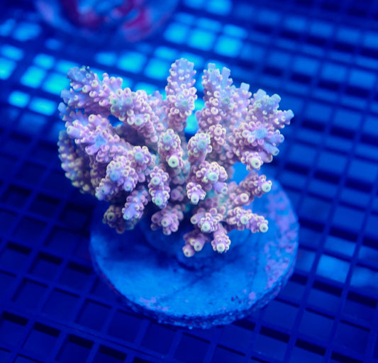 Auc26 (WYSIWYG) Acropora Colony