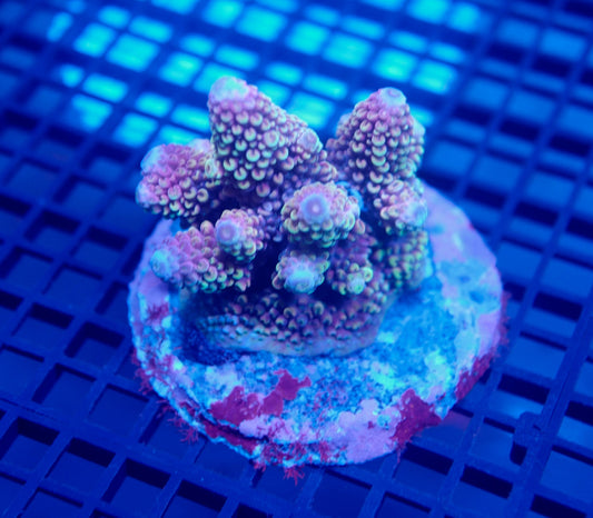 Auc27 (WYSIWYG) Acropora Colony