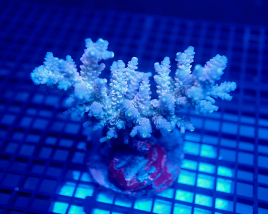 Auc28 (WYSIWYG) Acropora Colony