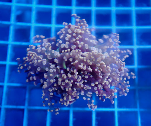Auc9 (WYSIWYG) Pink Dot Frogspawn (1 Head)