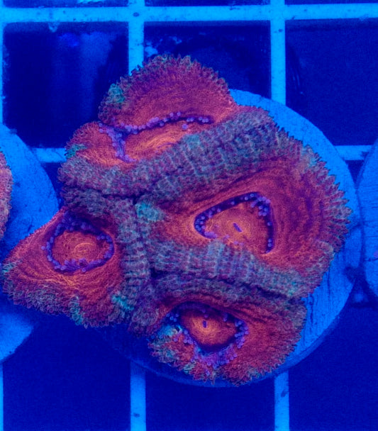 Aussie Rainbow Acan (Red/Gold/Cyan)