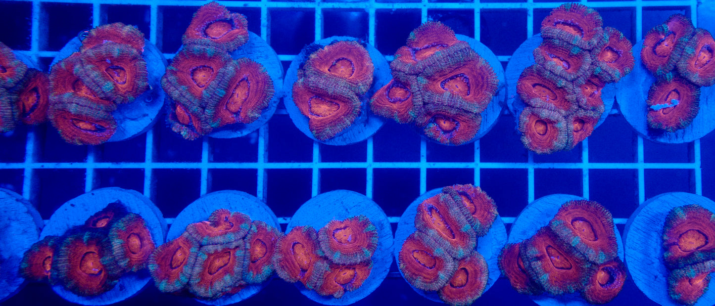 Aussie Rainbow Acan (Red/Gold/Cyan)