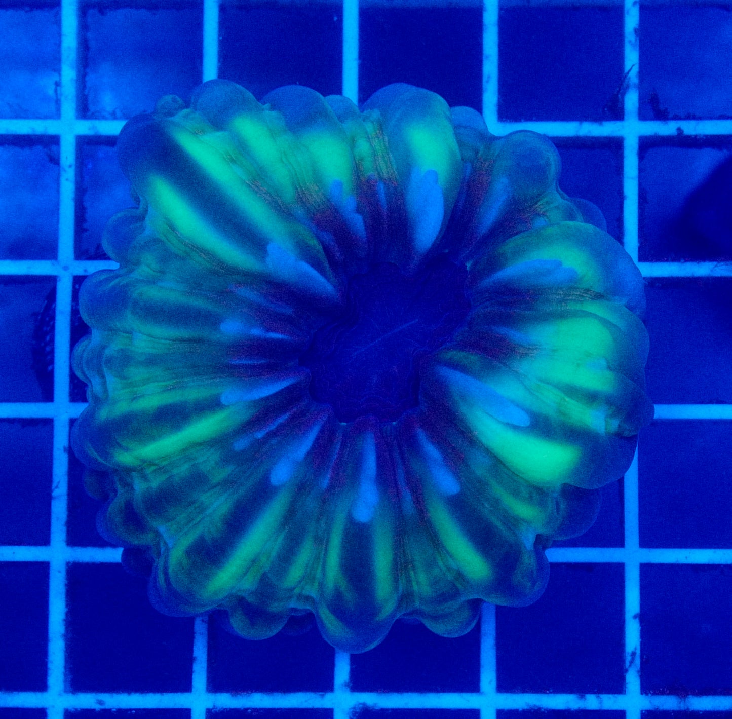 (WYSIWYG) Aussie Cynarina A2