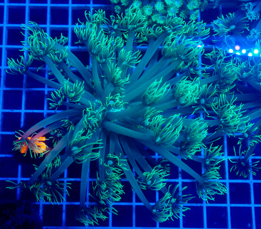 (WYSIWYG) Aussie Toxic Goni Colony