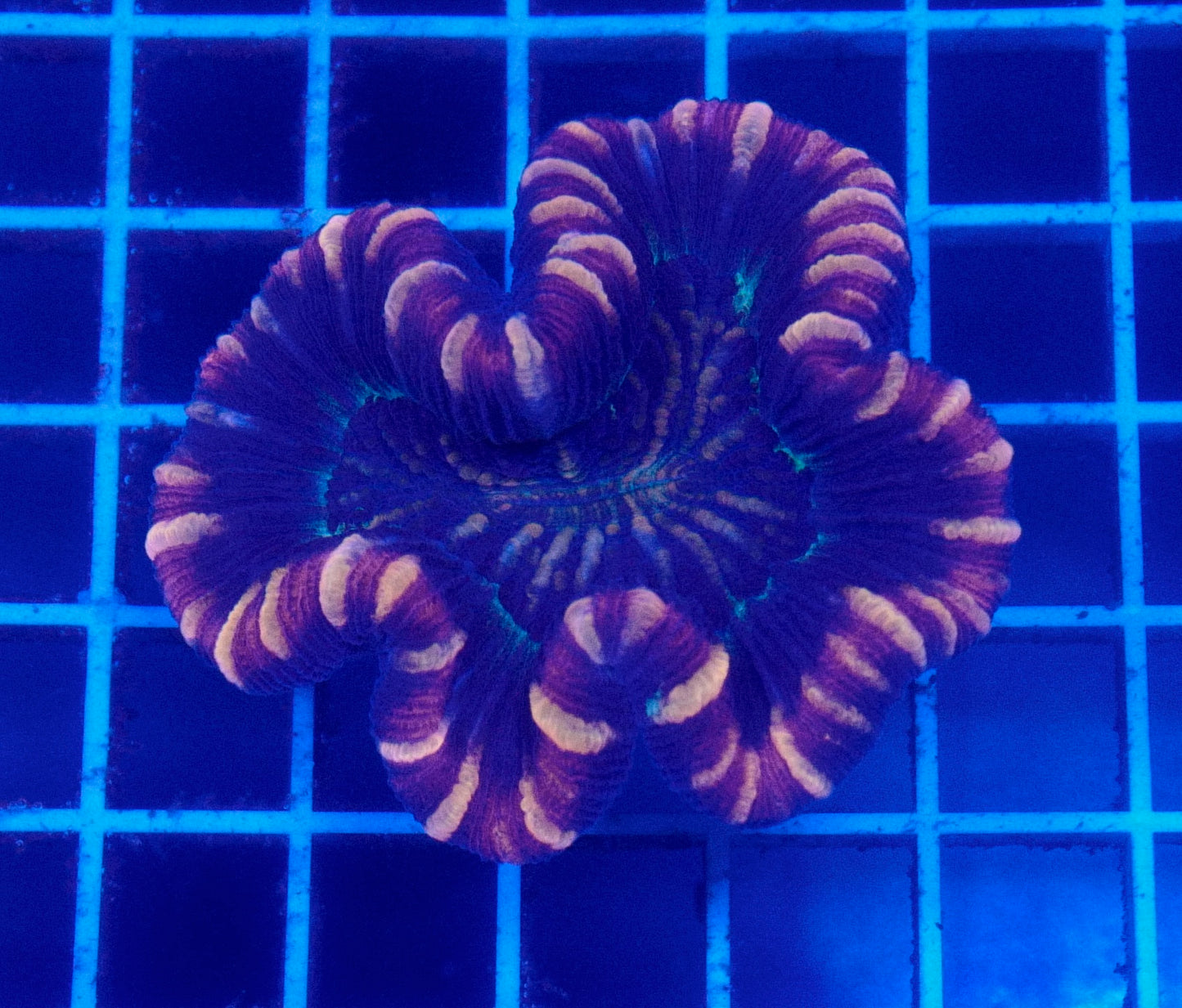 (WYSIWYG) Aussie Ultra Red Trachyphyllia A1 (3")