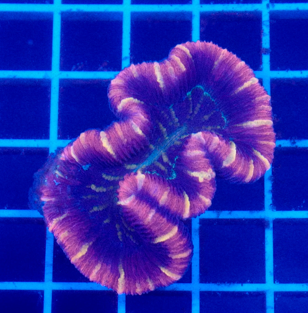 (WYSIWYG) Aussie Ultra Red Trachyphyllia A2 (3")