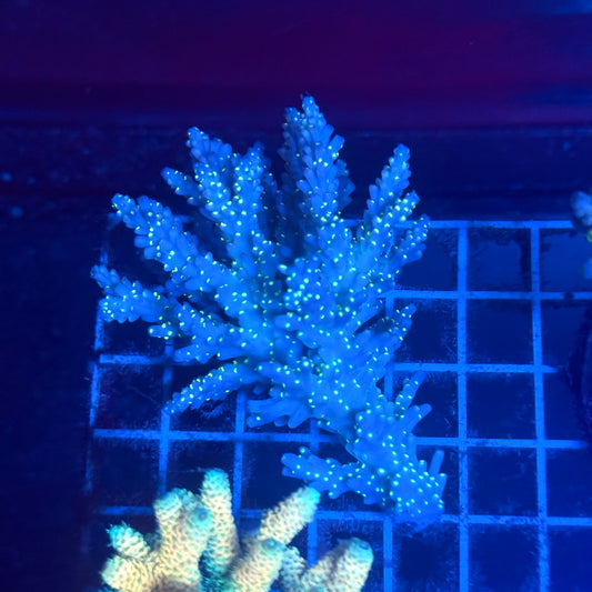 (WYSIWYG) Acropora Colony T2A1