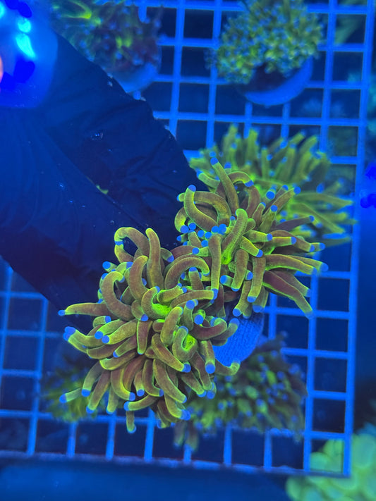 (WYSIWYG) Grafted Glitter Torch A3 (Splitting)