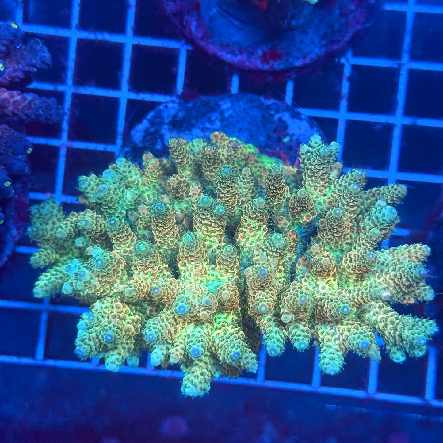 (WYSIWYG) Acropora Colony T3L2