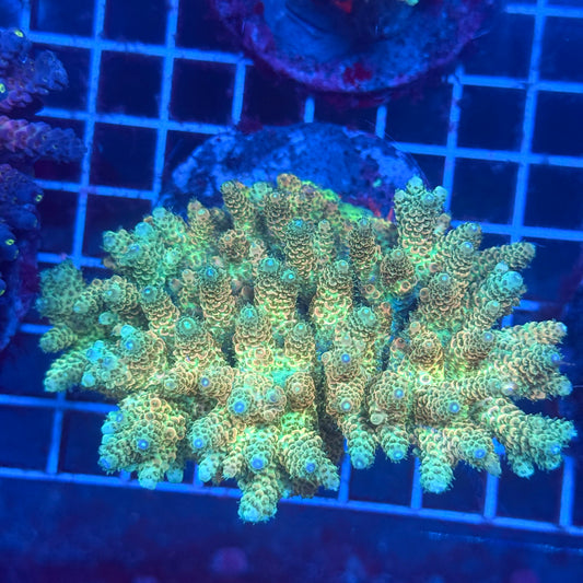 (WYSIWYG) Acropora Colony T3L2