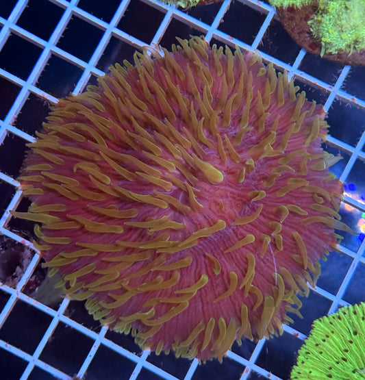 (WYSIWYG) Giant Plate (Fungia)