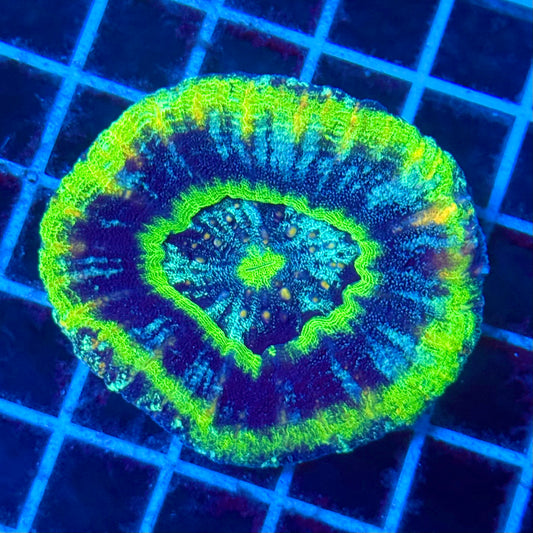(WYSIWYG) Ultra Glitter UFO Scolymia