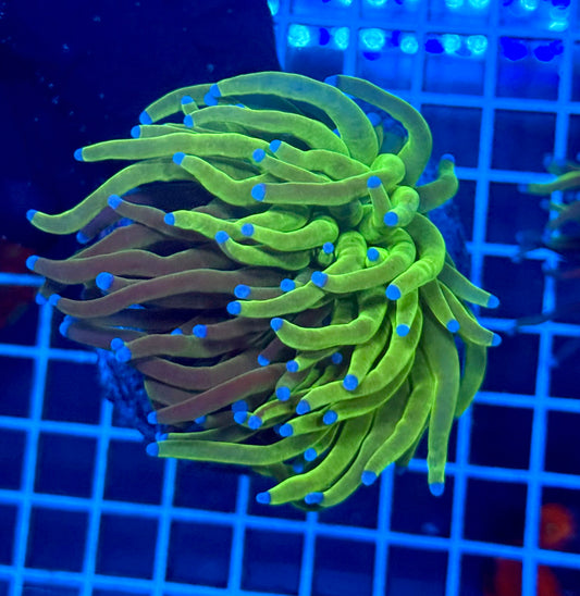 (WYSIWYG) Grafted Torch C1