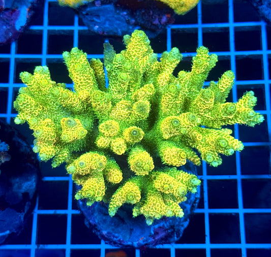 (WYSIWYG) Acropora Colony T2B3