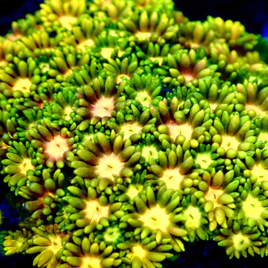 Ultra Rainbow Goni 0.75”-1" Frag A7