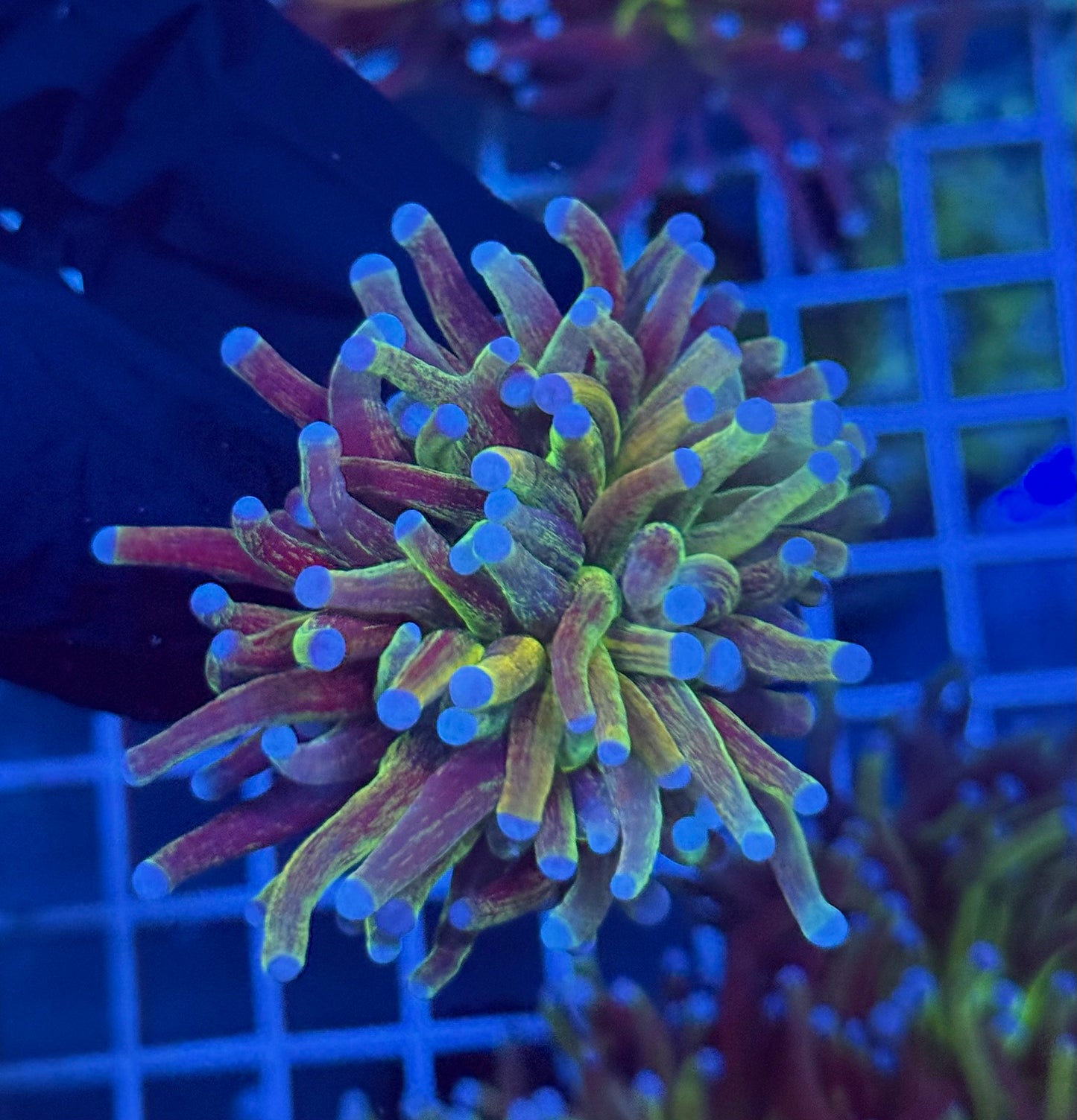 (WYSIWYG) Glitter Torch C2