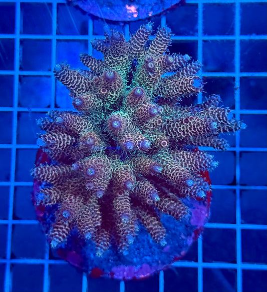 (WYSIWYG) Acropora Colony T1E1