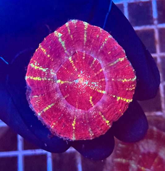 (WYSIWYG) Acan Maxima (Scolymia) A2